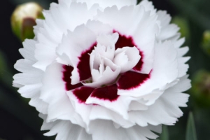 Dianthus 'Coconut Surprise' New 2025